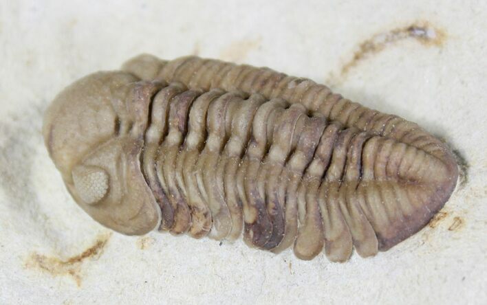 Lochovella (Reedops) Trilobite - Black Cat Mountain #20885